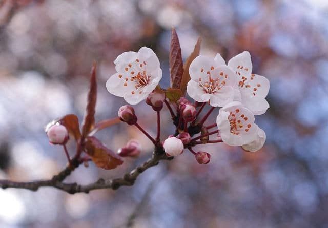 640px-Cherry_blossoms_.jpg
